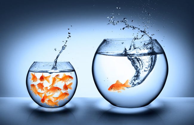 Monitoring cell culture is like keeping goldfish - automated cell counting keeps cells alive