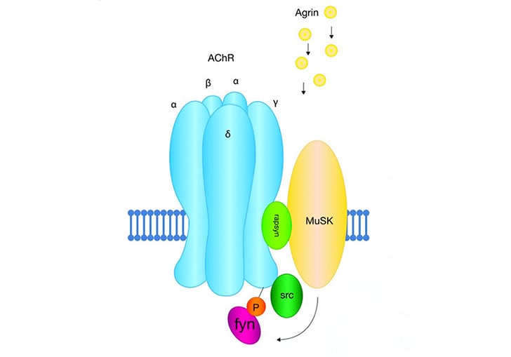 Agrin-induced clustering acetylcholine receptors MuSK