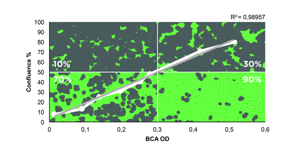 Growth of HeLa cells at various confluence levels in a BCA assay protocol