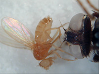 D. melanogaster (left), classic model of genetics, compared to the housefly, Musca domestica