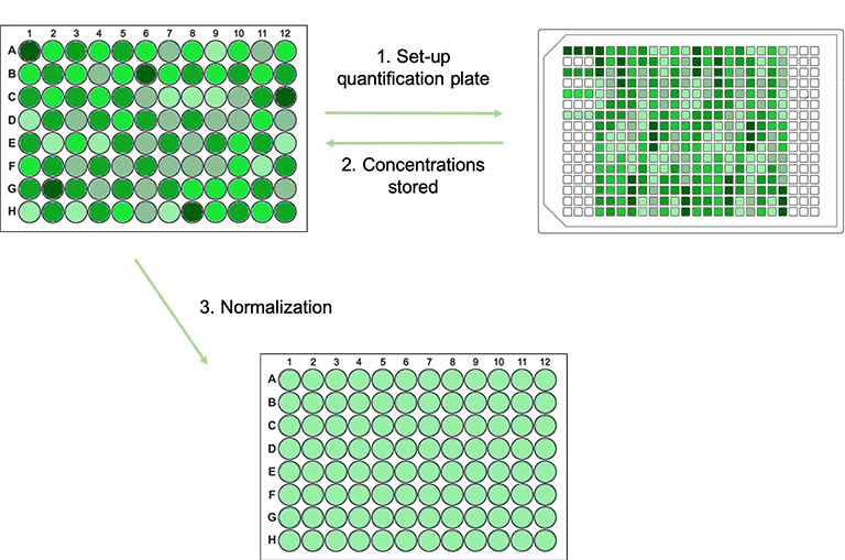 Schematic workflow of the Fluent quantification and normalization protocol. (1) Samples prediluted (not shown) and pipetted into the quantification plate. (2) Concentration of each sample measured and stored. (3) Samples normalized in a new microplate.