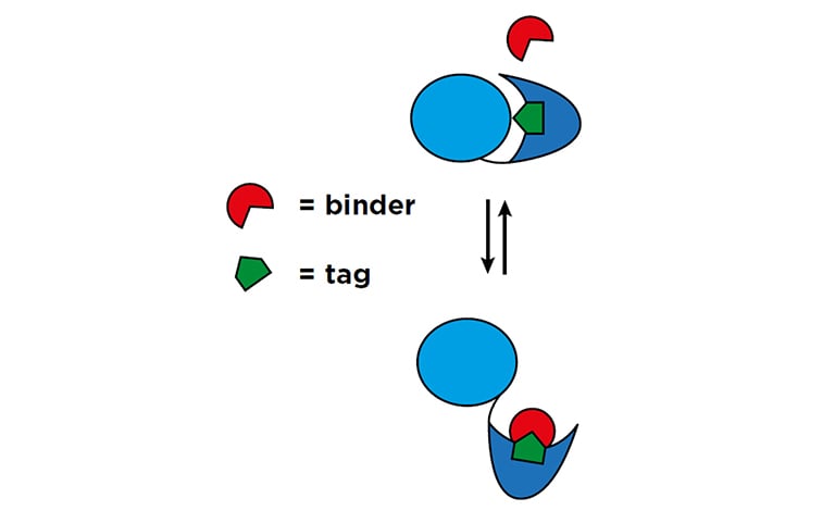 14_Mitosis_as_a_potential_012022_image_1