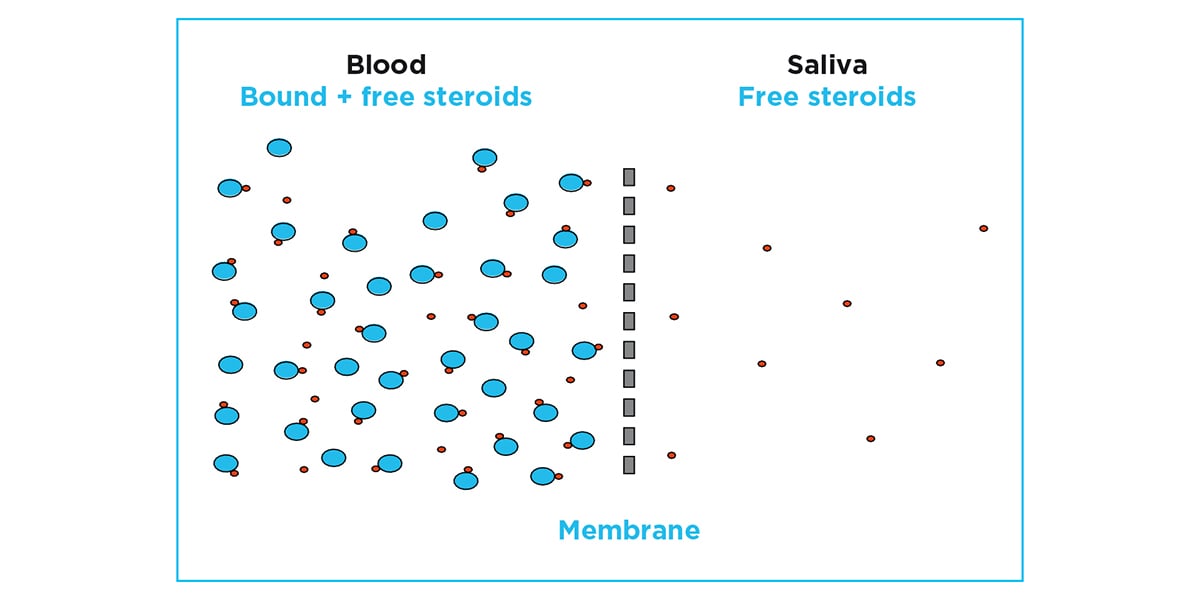 Saliva_general-information_steroids-in-blood_v5_1200x600