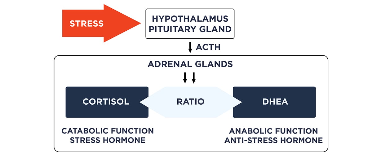 Saliva_general-information_stress-and-the-hyperthalamus_v2_1200x533