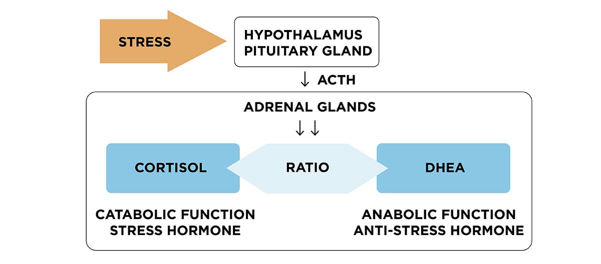 Saliva_general-information_stress-and-the-hyperthalamus_v2_1200x533