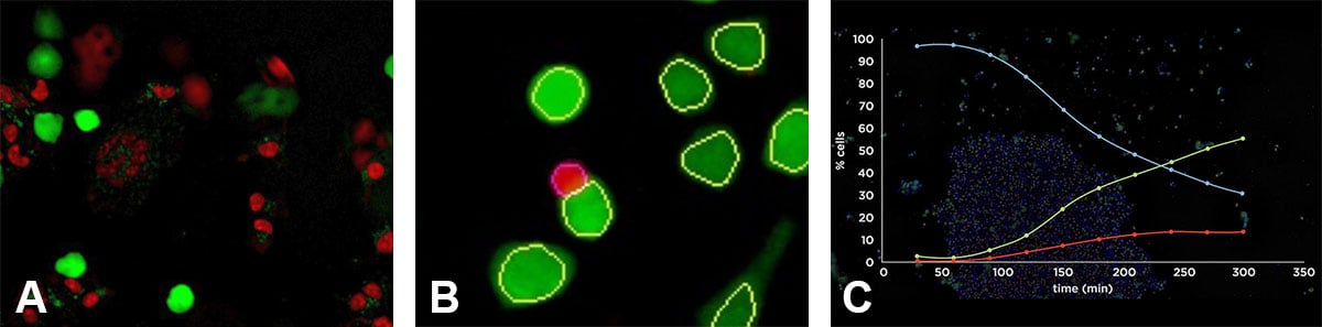 Spark Cyto Cell