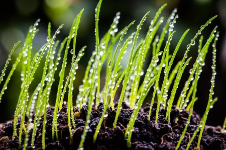 Agrigenomic research produces hardy rice variants.