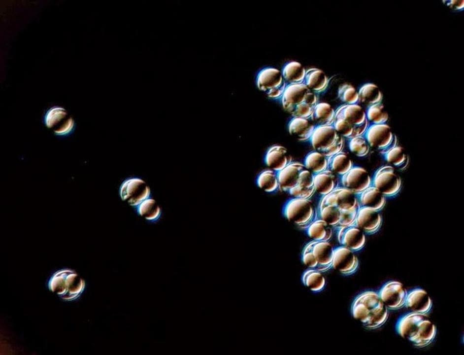 23_algae_in_the_022019_image_2