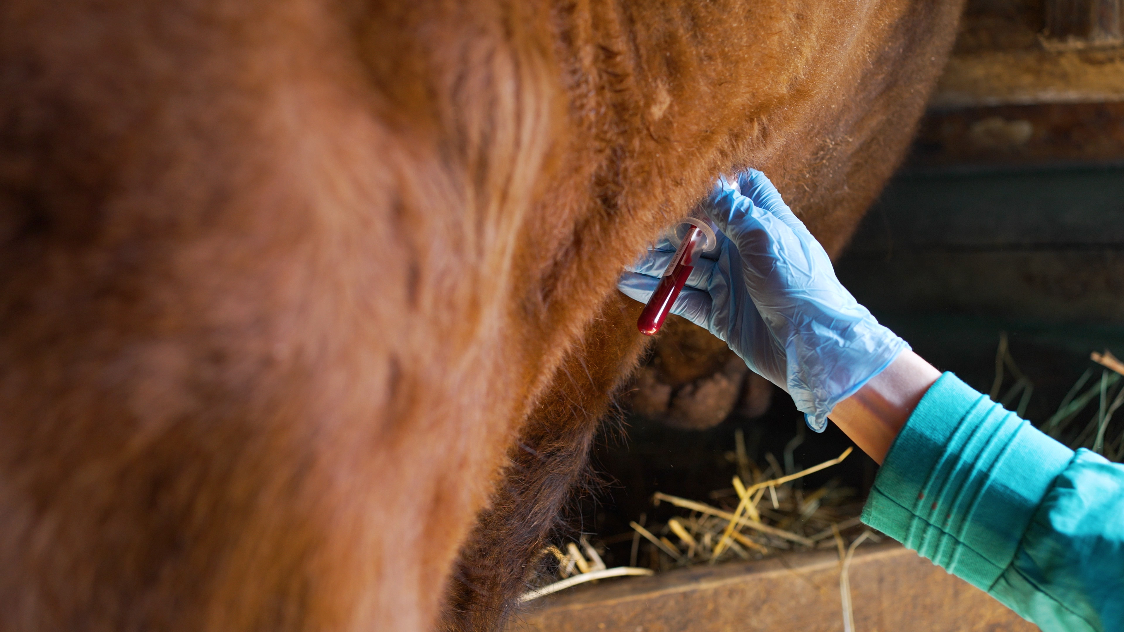 Automating the Rose Bengal test for brucellosis screening. 468904399044