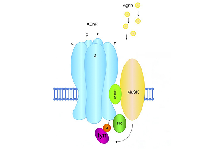 Myasthenia gravis: why and when a two-assay detection strategy is best 9153927400