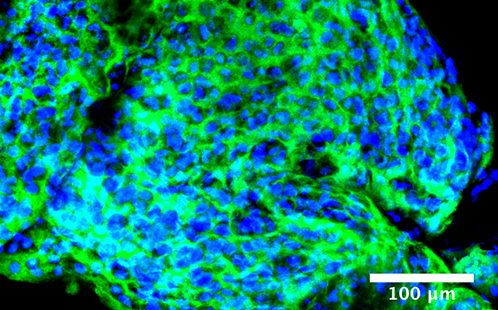 3D Bloom allows rapid, automated generation of 3D cell cultures