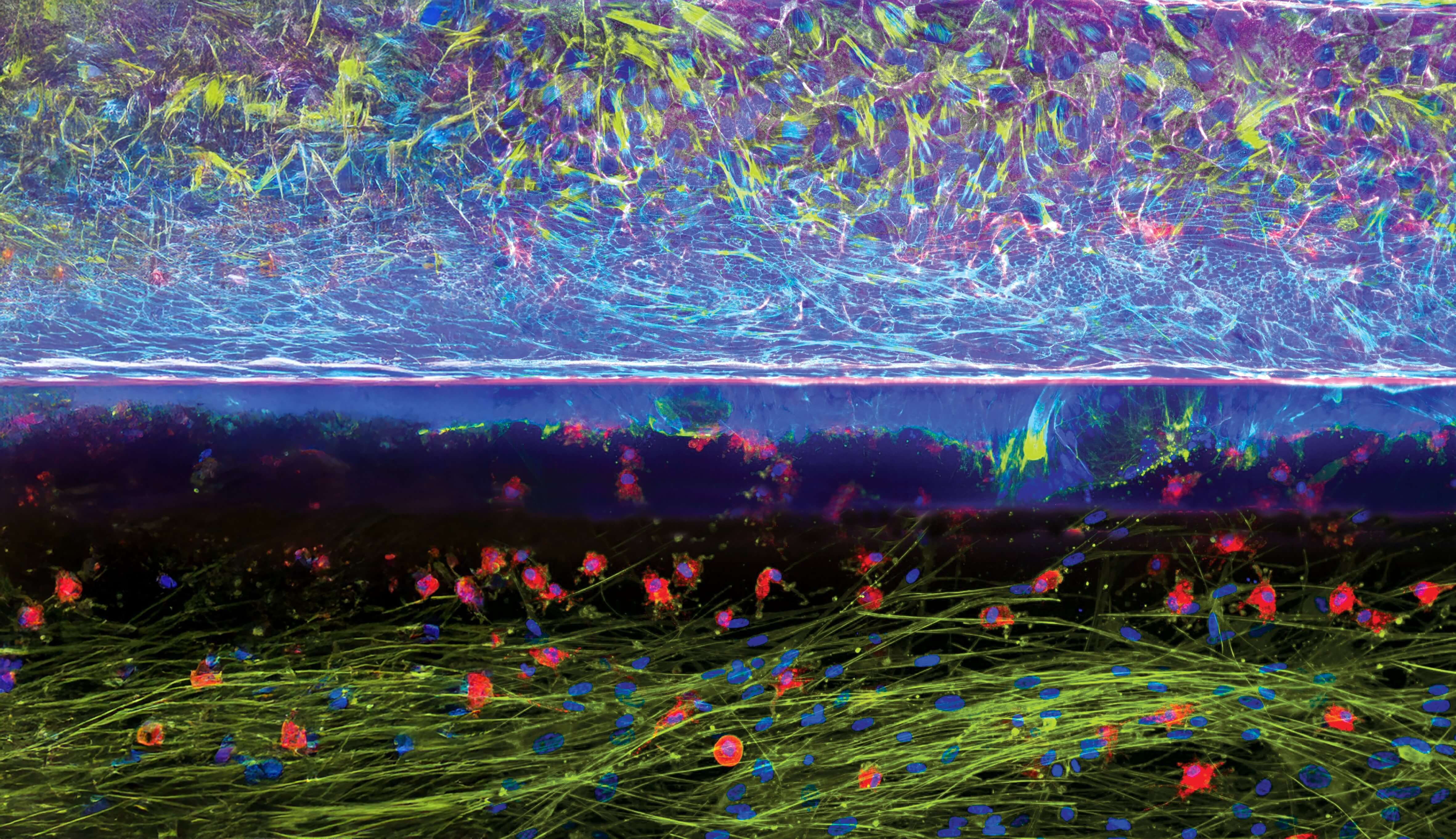 2025-01_a06_Improving_organoid reproducibility_through_real-time_imaging