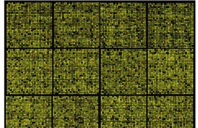 multiplex-assays