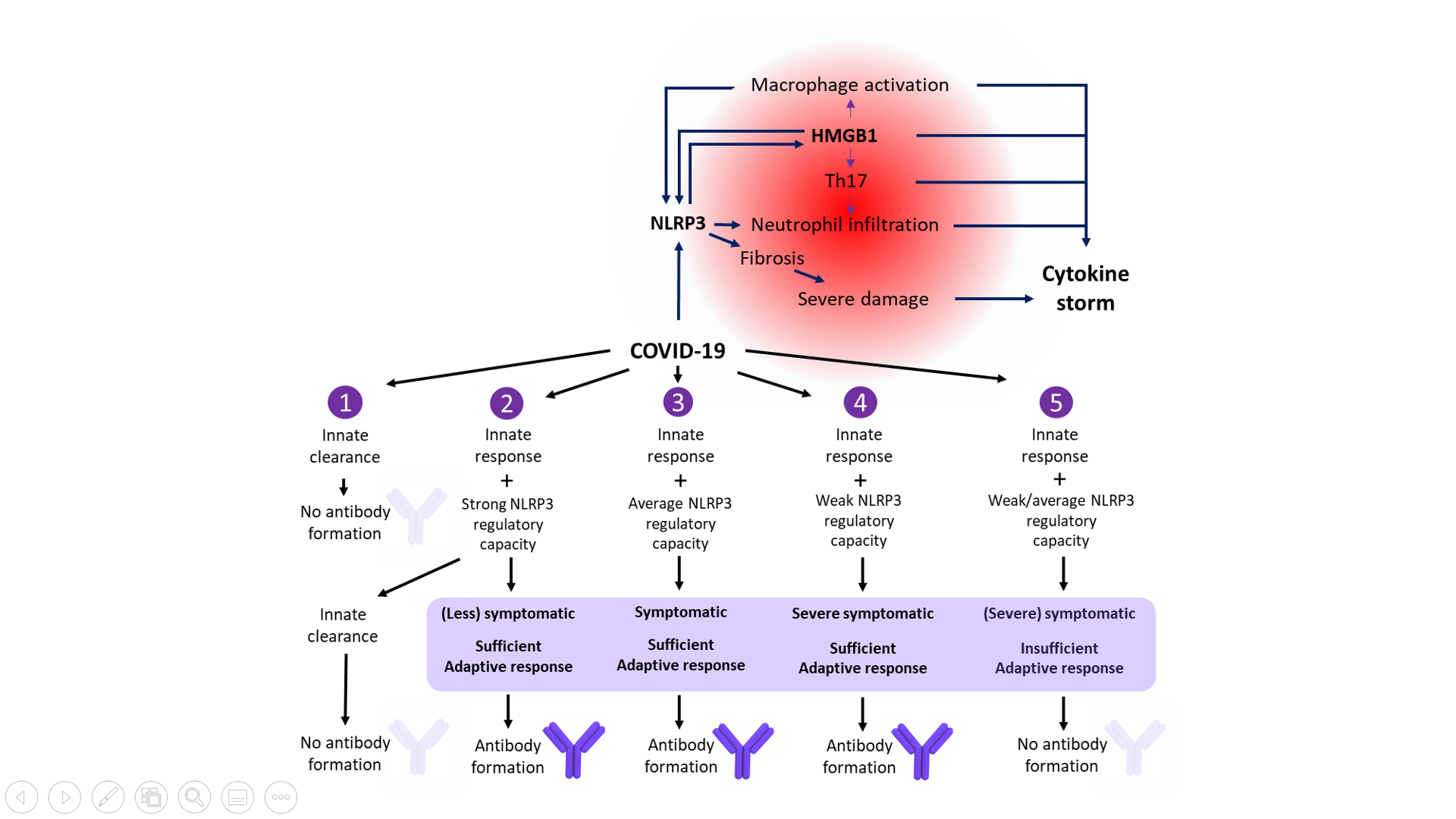 BLOG 200A HMGB1  Fig 1