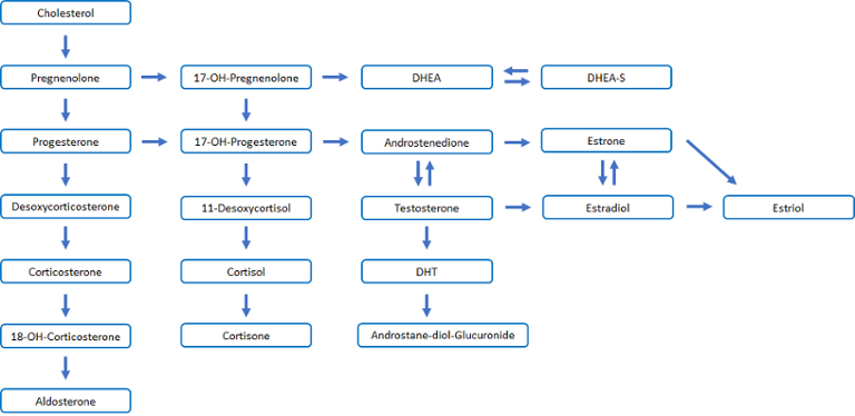 RV_steroid pathways-2-1