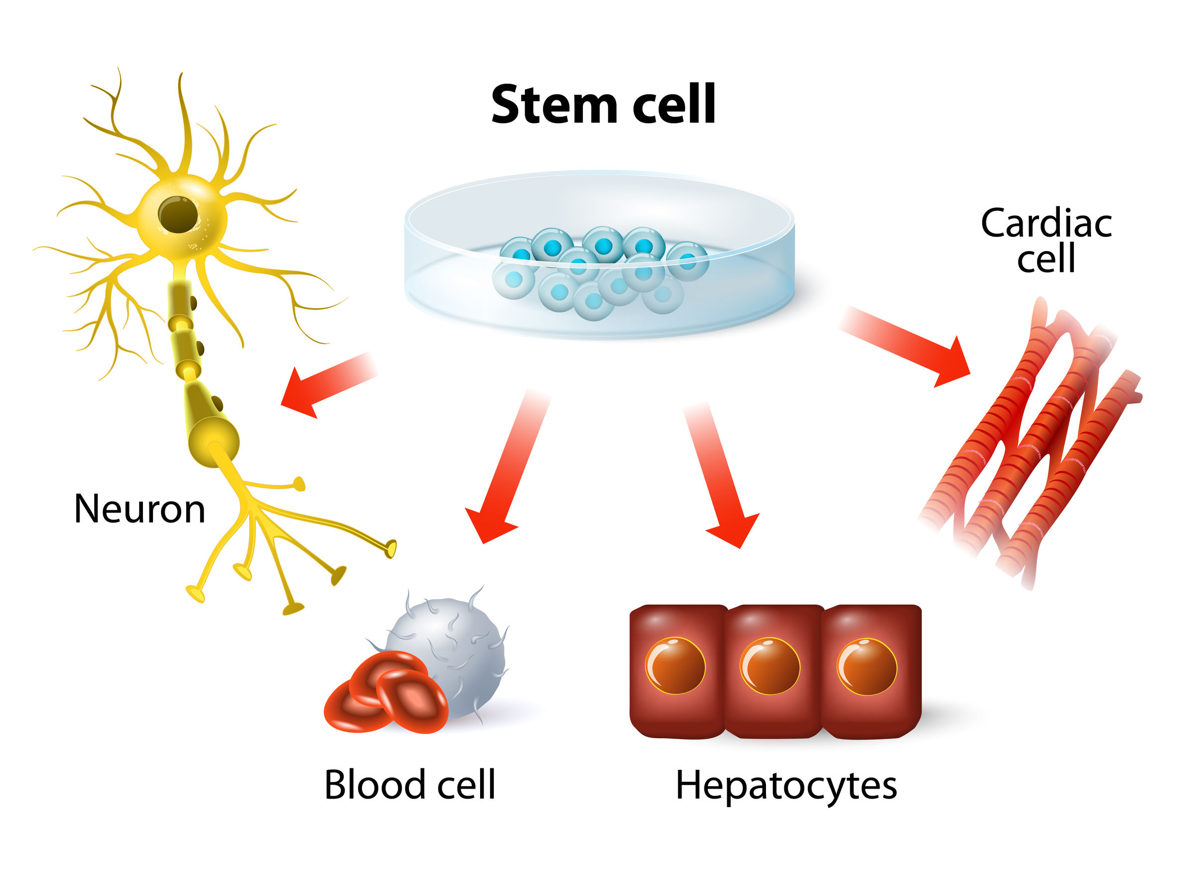 Stem cells used as source of cardiomyocytes for predictive toxicology in drug discovery