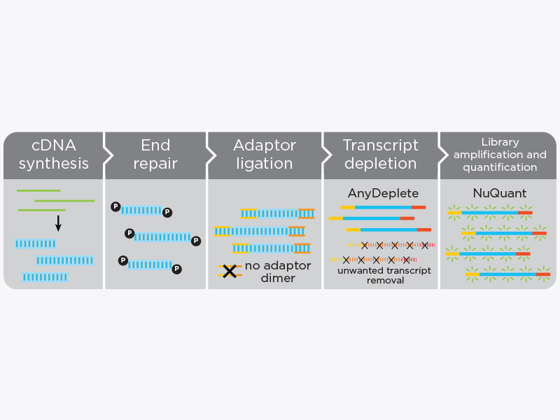 Universal RNASeq Library Preparation Kit with NuQuant® Tecan Genomics