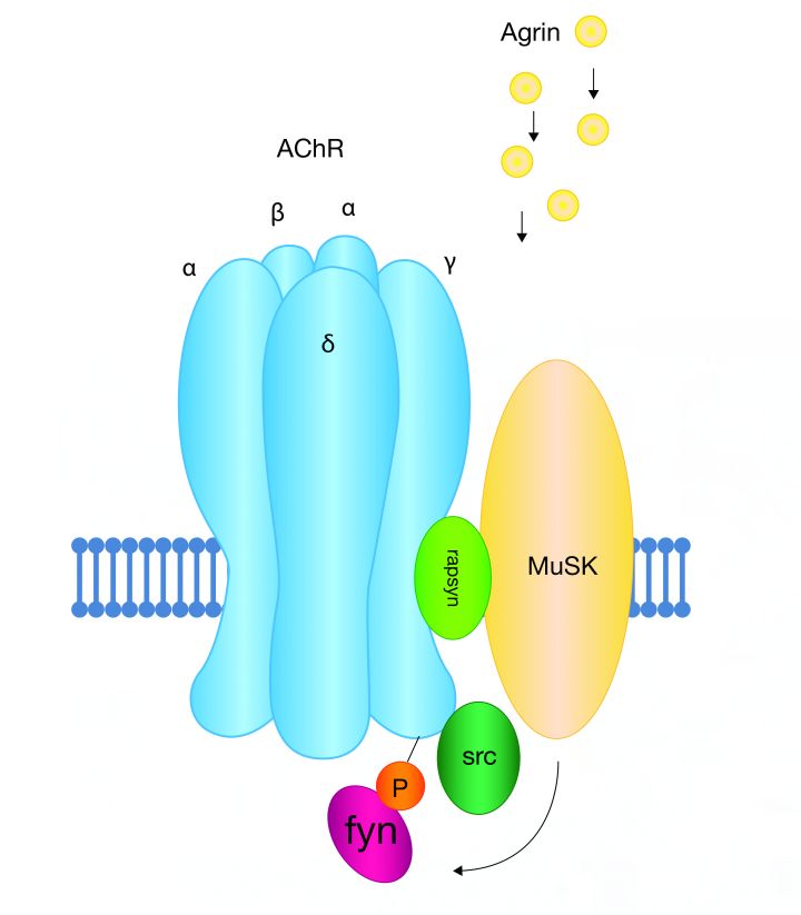 Agrin-induced clustering of acetylcholine receptors via MuSK