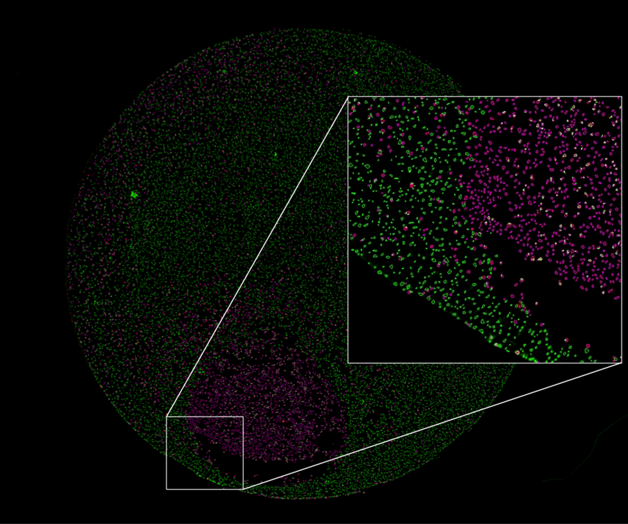 tecan-whole-well-fluorescence image